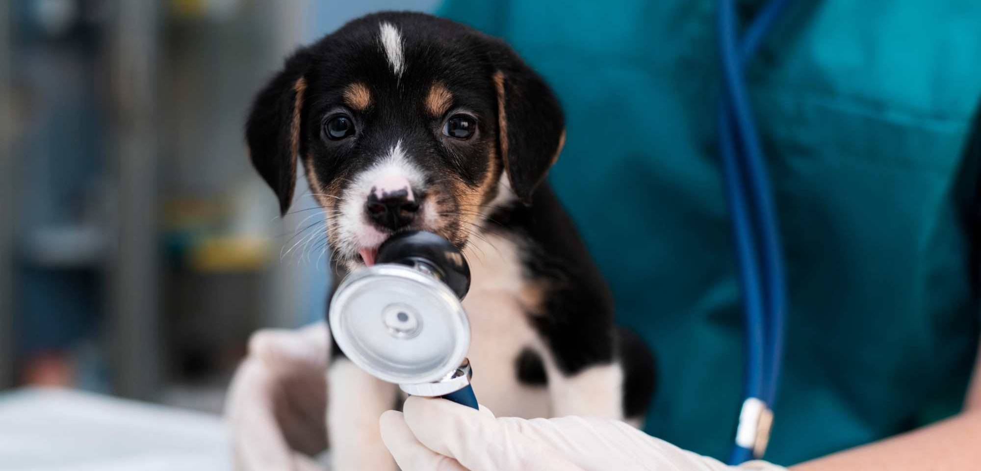 marketing digital clinicas veterinarias posicionamiento web cachorro estetoscopio