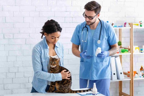 marketing digital clinicas veterinarias posicionamiento web gato clinica