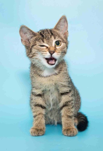 marketing digital clinicas veterinarias posicionamiento web gato empecemos